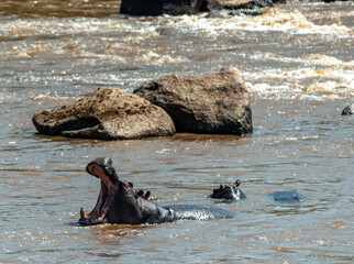 Hippopotamus in Serengeti, Tanzania