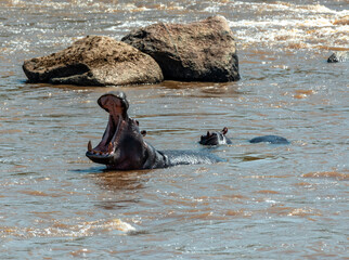 Fototapeta premium Hippopotamus in Serengeti, Tanzania