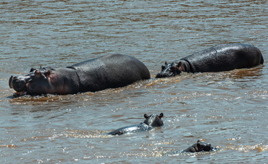 Fototapeta premium Hippos at Serengeti National Park, Tanzania