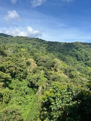 Fototapeta premium The jungle 