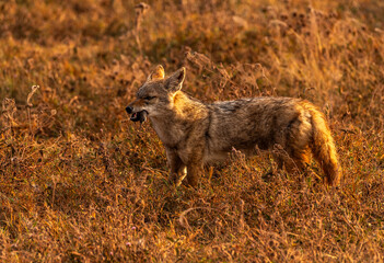 Jackal in Ngorongoro Crater, Tanzania