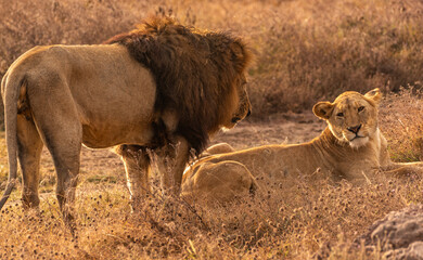 Lions at Serengeti National Park, Tanzania