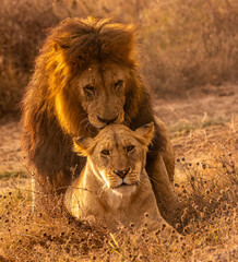 Lions at Serengeti National Park, Tanzania