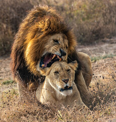 Lions at Serengeti National Park, Tanzania