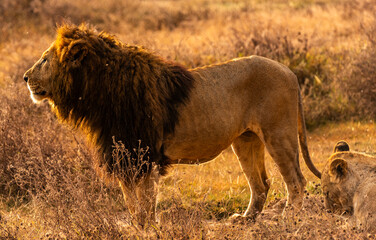 Lions at Ngorongoro Conservation Area, Tanzania