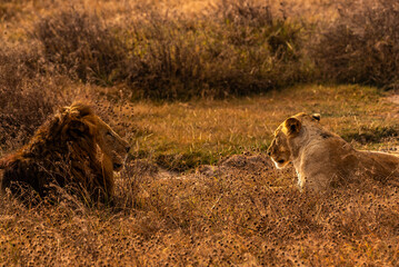 Lions at Ngorongoro Conservation Area, Tanzania