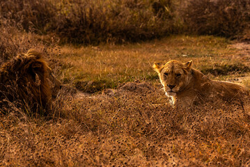 Fototapeta premium Lions at Ngorongoro Conservation Area, Tanzania