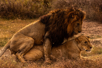 Lions at Ngorongoro Conservation Area, Tanzania