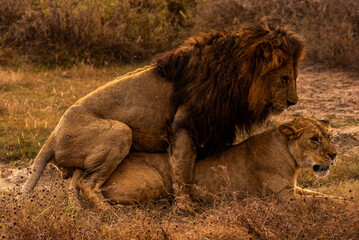Lions at Ngorongoro Conservation Area, Tanzania