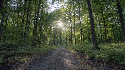Obraz premium Dirt road amidst forest, trees on either side, sun illuminating through foliage
