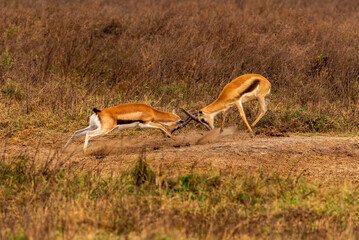 Gazelle fighting at Ngorongoro Crater, Tanzania