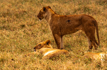 Lions at Ngorongoro Conservation Area, Tanzania