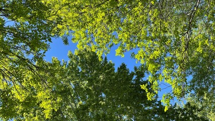 The sky through leafy green trees