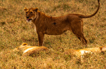 Lions at Ngorongoro Conservation Area, Tanzania