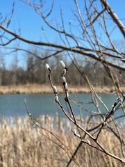 Some pussy willows in the spring