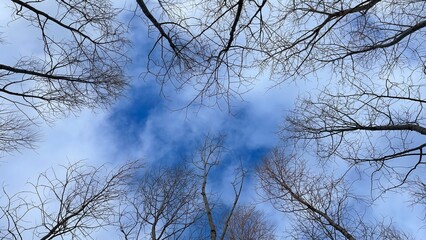 A cloudy sky and bare trees