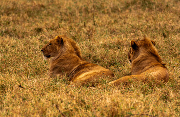 Lions at Ngorongoro Conservation Area, Tanzania