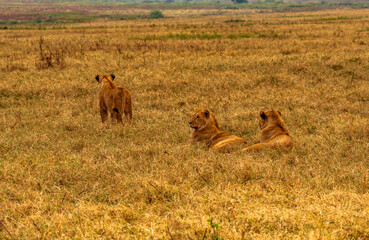 Lions at Ngorongoro Conservation Area, Tanzania