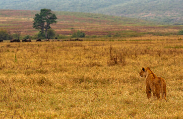 Lions at Ngorongoro Conservation Area, Tanzania