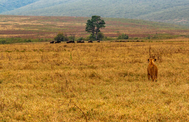 Lions at Ngorongoro Conservation Area, Tanzania