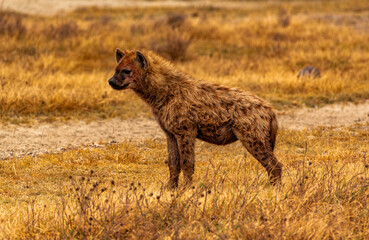 Hyenas, Nogorongoro Conservation Area, Tanzania