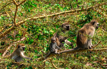 Vervet monkeys at Lake Manyara NP, Tanzania