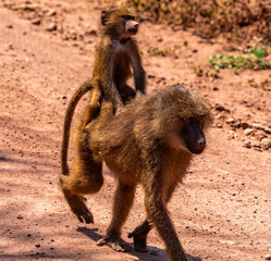 Baboons in Tanzania