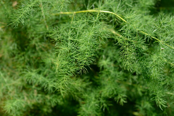 Narrow-leaved asparagus leaves