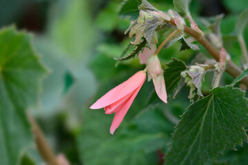 Begonia San Francisco flower