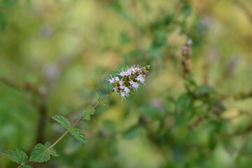 Peppermint flower