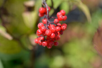 Black Elder berries