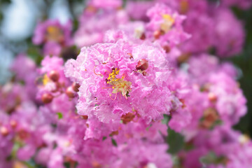 Crepe myrtle flowers