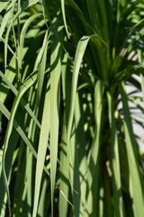 Mountain cabbage tree leaves