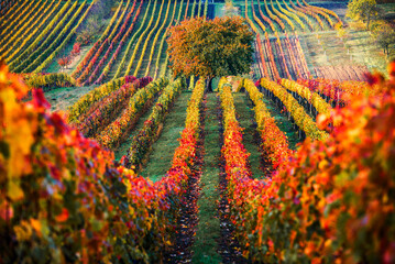 Autumn vineyard