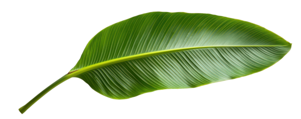 Vibrant green leaf with rich texture and natural shine, ideal for nature-themed projects and designs. transparent background