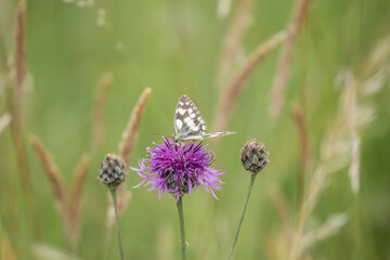 close-up of a Marbled White butterfly (Melanargia galathea) feeding on a beautiful pink greater knapweed (Centaurea scabiosa) flower