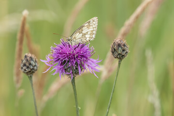 close-up of a Marbled White butterfly (Melanargia galathea) feeding on a beautiful pink greater knapweed (Centaurea scabiosa) flower