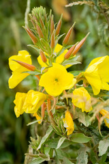 Fototapeta premium close-up of yellow flowers of large-flowered Evening-primrose (Oenothera glazioviana) in summer bloom