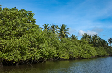 Mangrove in the Paraíba River, Cabedelo, Paraíba, Brazil.