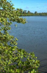 Mangrove in the Para&iacute;ba River, Cabedelo, Para&iacute;ba, Brazil.
