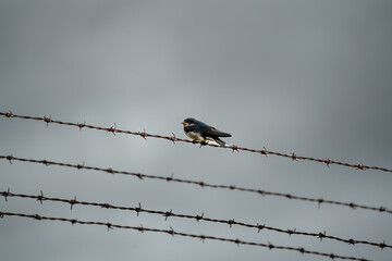 close-up of a juvenile barn swallow (Hirundo rustica) 