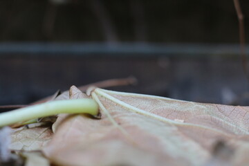 Autumn leaf lying on the ground amidst foliage and twigs during a windy afternoon in a tranquil outdoor setting