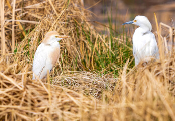 A Cattle Egret standing in a habitat of dried cattails in Colorado in early Springtime. A Snowy Egret is softly visible in the background.