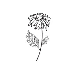 Wildflowers in graphics. Hand draws graphic illustrations on a white background. Wildflowers theme for design