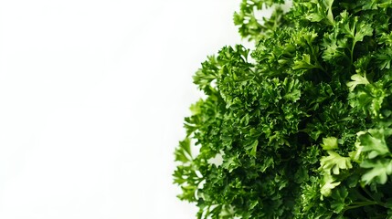Obraz premium Fresh organic parsley herb set against a white background Close up with copy space Selective focus image
