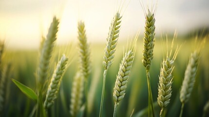 Golden Wheat Field in the Sunset