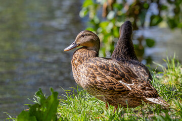 Mallard ducks are resting and lying on the shore of the river under the branches of a tree.