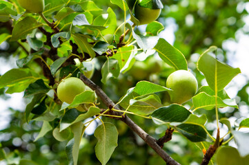 Pear on a branch. Green pears among the leaves. Unripe fruits. Selective soft focus