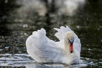 A white mute swan with an orange beak are swimming on the water surface of a river