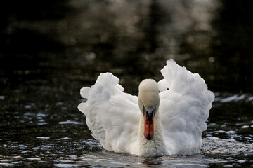 A white mute swan with an orange beak are swimming on the water surface of a river